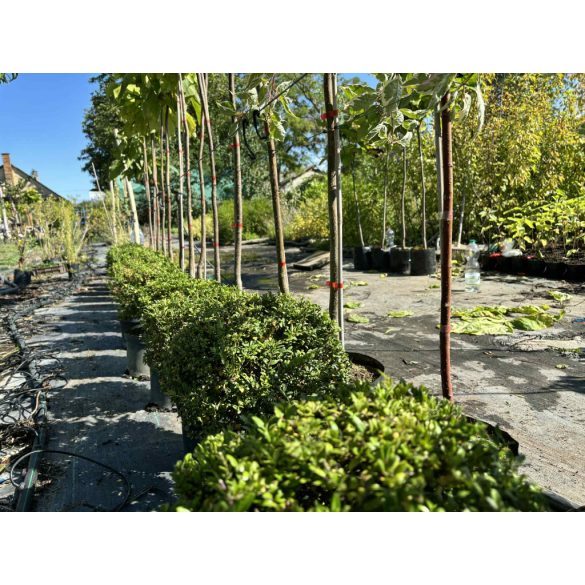 Heckenmyrthe – Hecke, Sträucher – Lonicera nitida