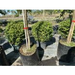 Heckenmyrthe – Hecke, Sträucher – Lonicera nitida