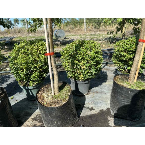 Heckenmyrthe – Hecke, Sträucher – Lonicera nitida