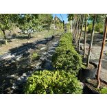 Heckenmyrthe – Hecke, Sträucher – Lonicera nitida