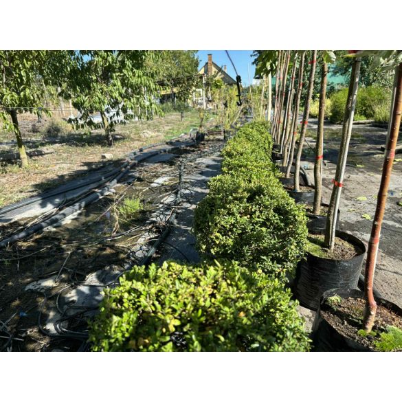 Heckenmyrthe – Hecke, Sträucher – Lonicera nitida