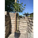 Cornus stolonifera 'Flaviramea' - Stamm