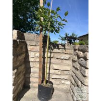 Cornus stolonifera 'Flaviramea'