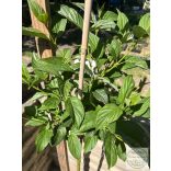 Cornus stolonifera 'Flaviramea' - Stamm