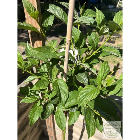 Cornus stolonifera 'Flaviramea' - Stamm