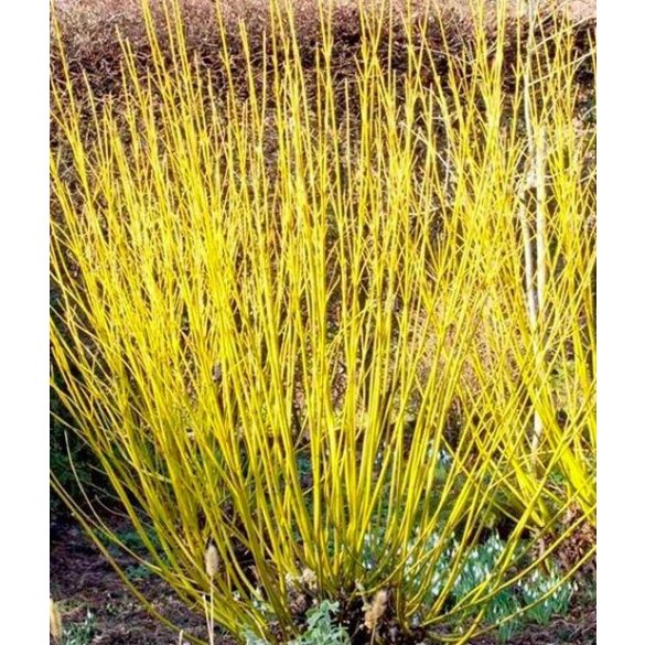 Cornus stolonifera 'Flaviramea' - Stamm
