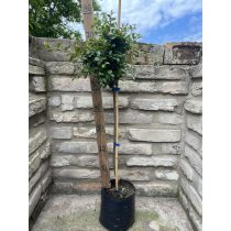 Stamm Zwergmispel Eichholz – Cotoneaster dammeri Eichholz