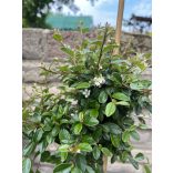 Stamm Zwergmispel Eichholz – Cotoneaster dammeri Eichholz