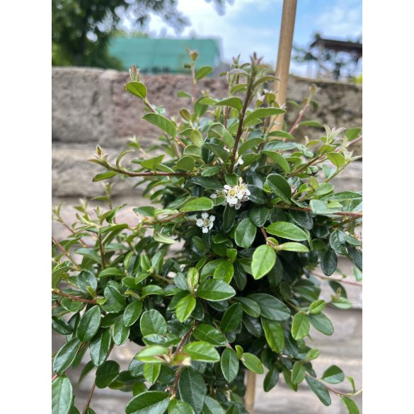 Stamm Zwergmispel Eichholz – Cotoneaster dammeri Eichholz