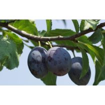   Zwetschke, Pflaume – Besztercer Nm 122 – Prunus domestica