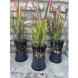Imperata cylindrica 'Red Baron' – rotes / kastanienbraunes Ziergras