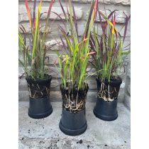   Imperata cylindrica 'Red Baron' – rotes / kastanienbraunes Ziergras