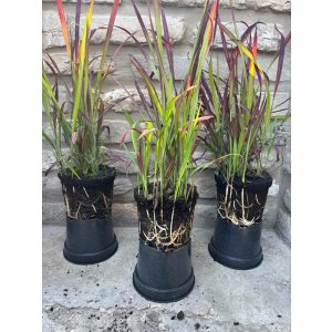 Imperata cylindrica 'Red Baron' – rotes / kastanienbraunes Ziergras