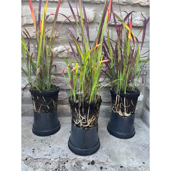 Imperata cylindrica 'Red Baron' – rotes / kastanienbraunes Ziergras