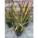 Imperata cylindrica 'Red Baron' – rotes / kastanienbraunes Ziergras