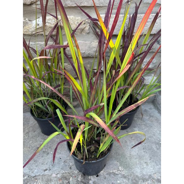 Imperata cylindrica 'Red Baron' – rotes / kastanienbraunes Ziergras