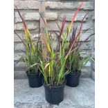 Imperata cylindrica 'Red Baron' – rotes / kastanienbraunes Ziergras