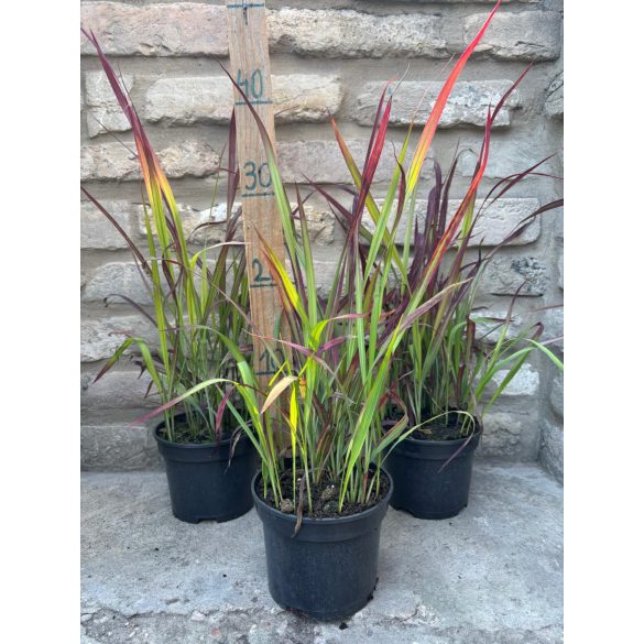 Imperata cylindrica 'Red Baron' – rotes / kastanienbraunes Ziergras