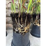 Imperata cylindrica 'Red Baron' – rotes / kastanienbraunes Ziergras