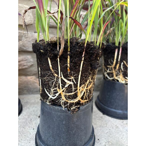 Imperata cylindrica 'Red Baron' – rotes / kastanienbraunes Ziergras