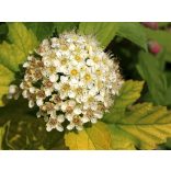 Physocarpus opulifolius – Gelbe Blasenspiere