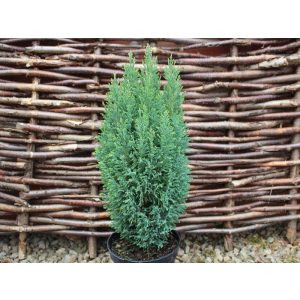 Chamaecyparis lawsoniana 'Snow White' - Zypresse