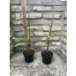 Hängende, gedrehte Europäische Lärche – Larix decidua 'Horstmann Recurved'