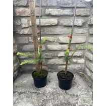   Hängende, gedrehte Europäische Lärche – Larix decidua 'Horstmann Recurved'
