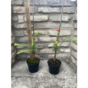 Hängende, gedrehte Europäische Lärche – Larix decidua 'Horstmann Recurved'