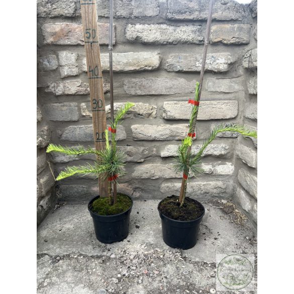 Hängende, gedrehte Europäische Lärche – Larix decidua 'Horstmann Recurved'