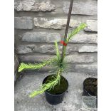 Hängende, gedrehte Europäische Lärche – Larix decidua 'Horstmann Recurved'