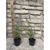   Lavandula angustifolia 'Imperial Gem' -  lilablau Lavendel