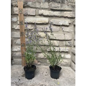 Lavandula angustifolia 'Imperial Gem' -  lilablau Lavendel