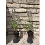 Lavandula angustifolia 'Imperial Gem' -  lilablau Lavendel