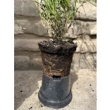 Lavandula angustifolia 'Imperial Gem' -  lilablau Lavendel