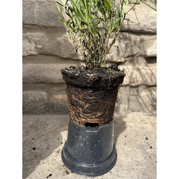 Lavandula angustifolia 'Imperial Gem' -  lilablau Lavendel