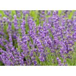 Lavandula angustifolia 'Imperial Gem' -  lilablau Lavendel