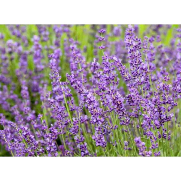 Lavandula angustifolia 'Imperial Gem' -  lilablau Lavendel