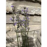 Lavandula angustifolia 'Imperial Gem' -  lilablau Lavendel