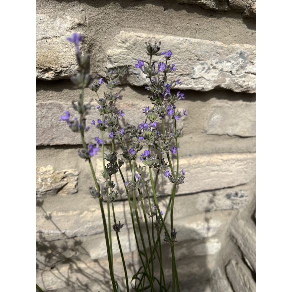 Lavandula angustifolia 'Imperial Gem' -  lilablau Lavendel