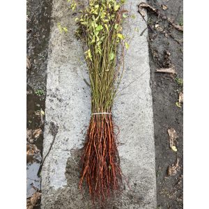 Mirabolan - Prunus cerasifera