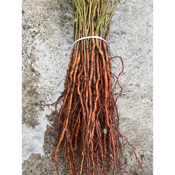 Mirabolan - Prunus cerasifera