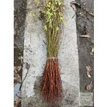 Mirabolan - Prunus cerasifera