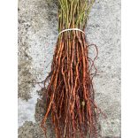 Mirabolan - Prunus cerasifera