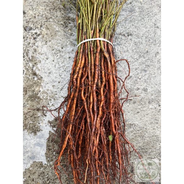 Mirabolan - Prunus cerasifera