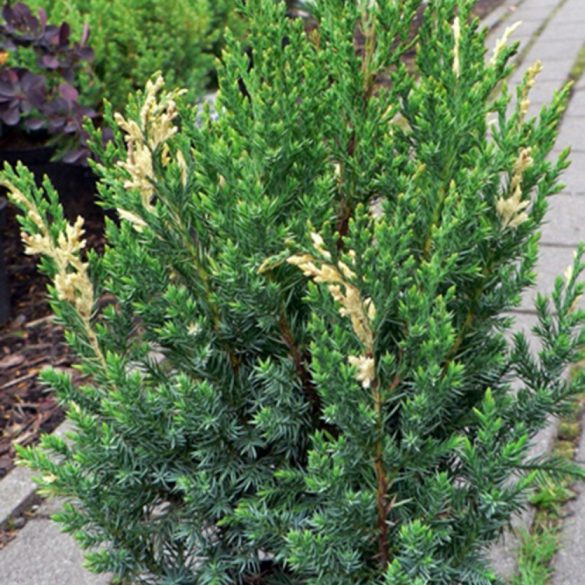 Juniperus chinensis 'Stricta Variegata' 