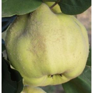 Quitte ‘Apfelquitte’ Sorte: Konstantinopel – Cydonia oblonga