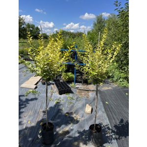 Stamm Goldliguster ‘Aureum’ – Ligustrum ovalifolium ‘Aureum’