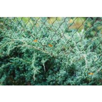   Juniperus squamata 'Blue Swede' - Himalaya-Wacholder