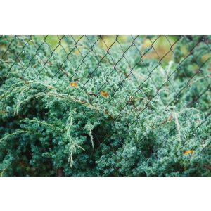 Juniperus squamata 'Blue Swede' - Himalaya-Wacholder